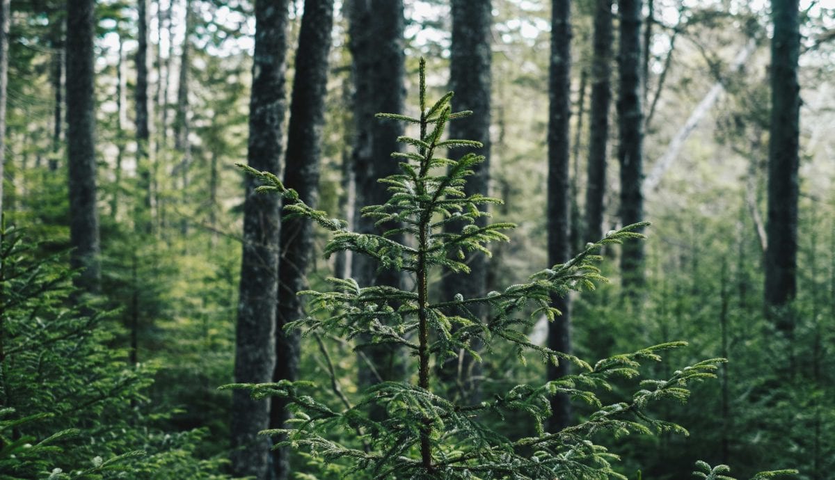 tree carbon offset