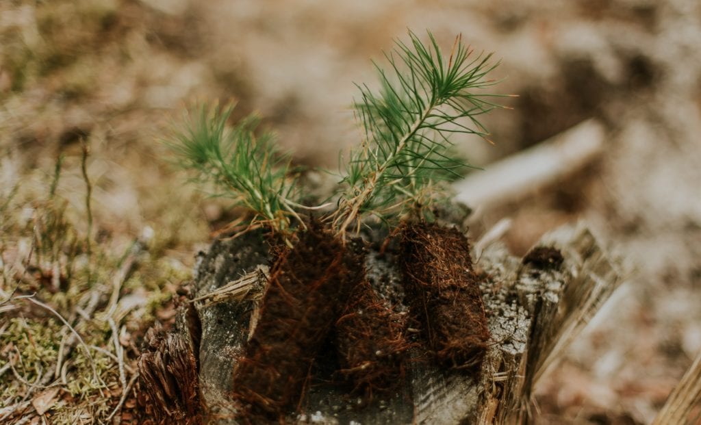 tree planting carbon offsets