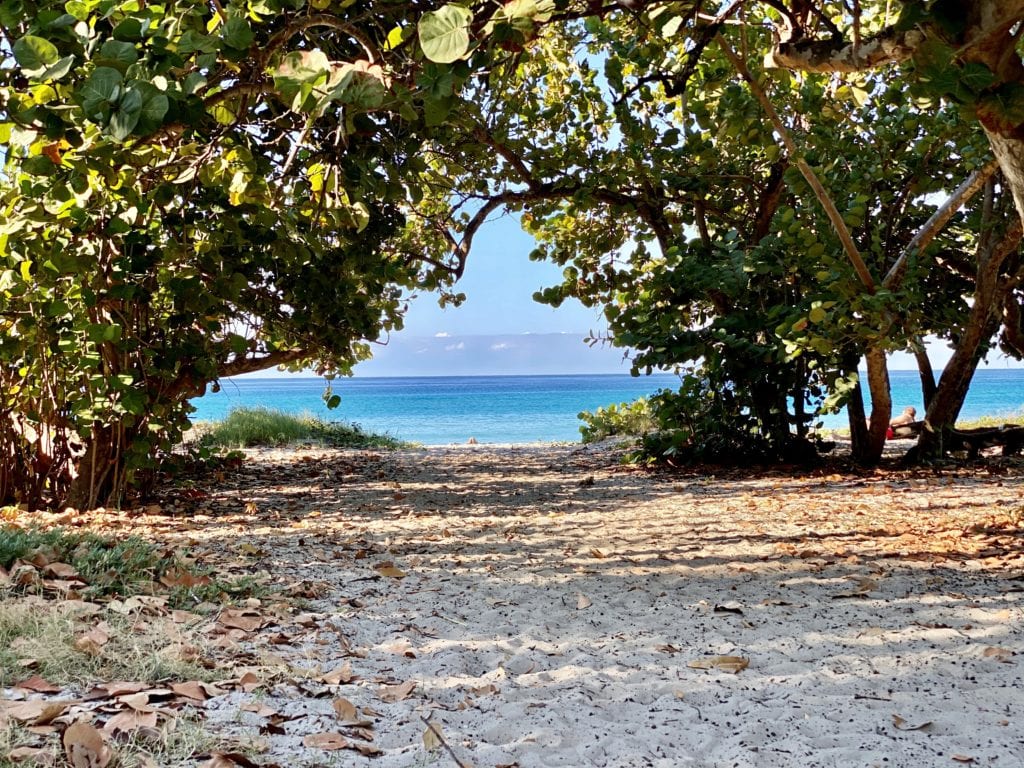 A tree on a beach